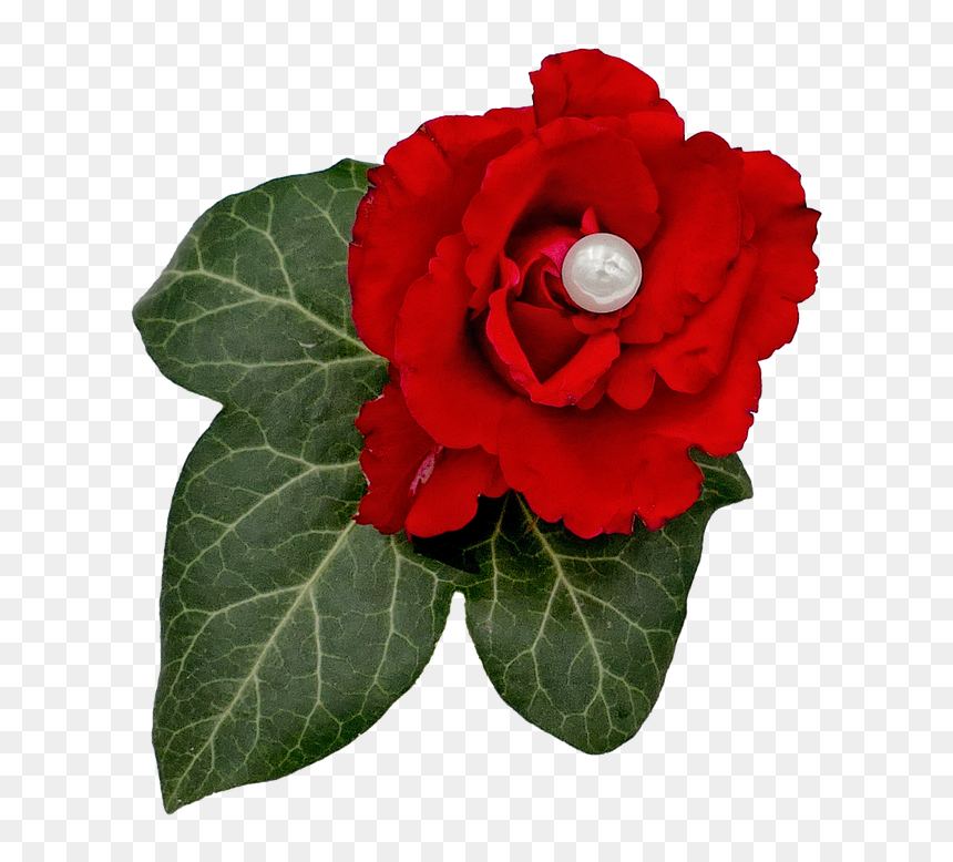Begonia, HD Png Download - ivy png