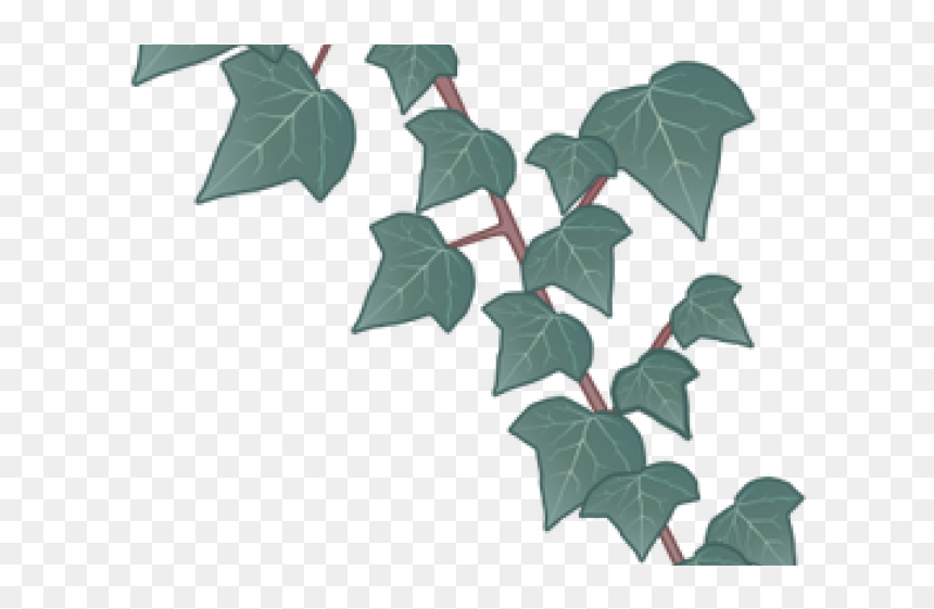 Flower, HD Png Download - ivy png