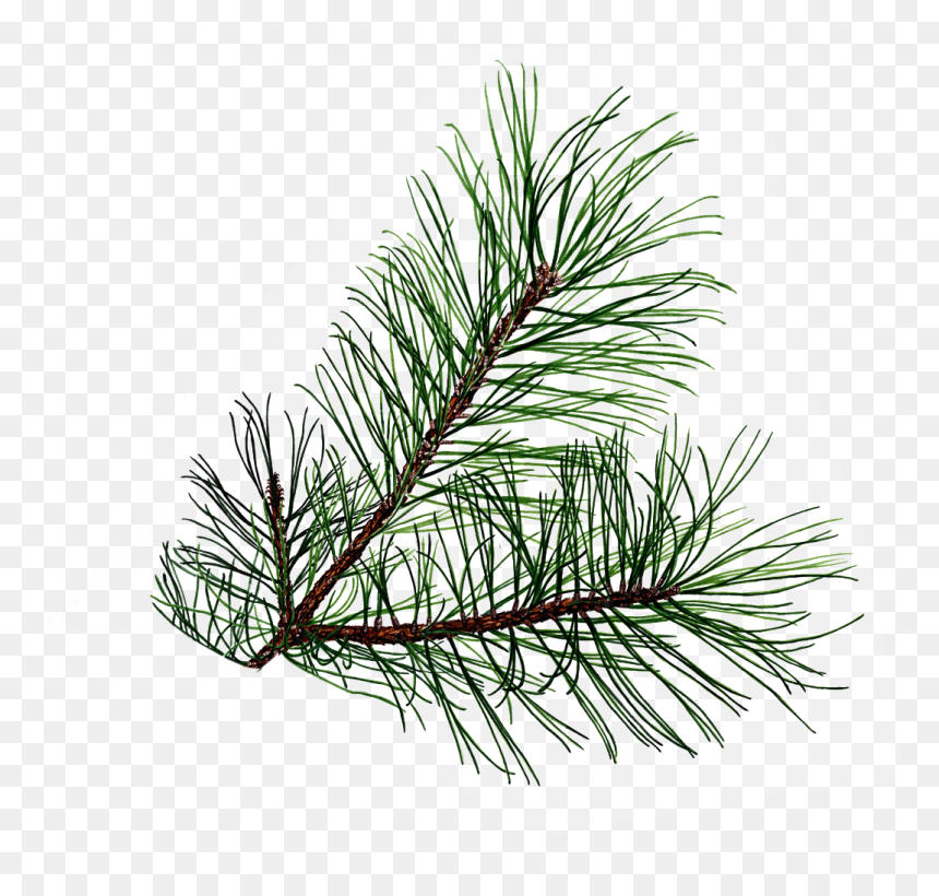 Pine Branch Png, Transparent Png - branch png