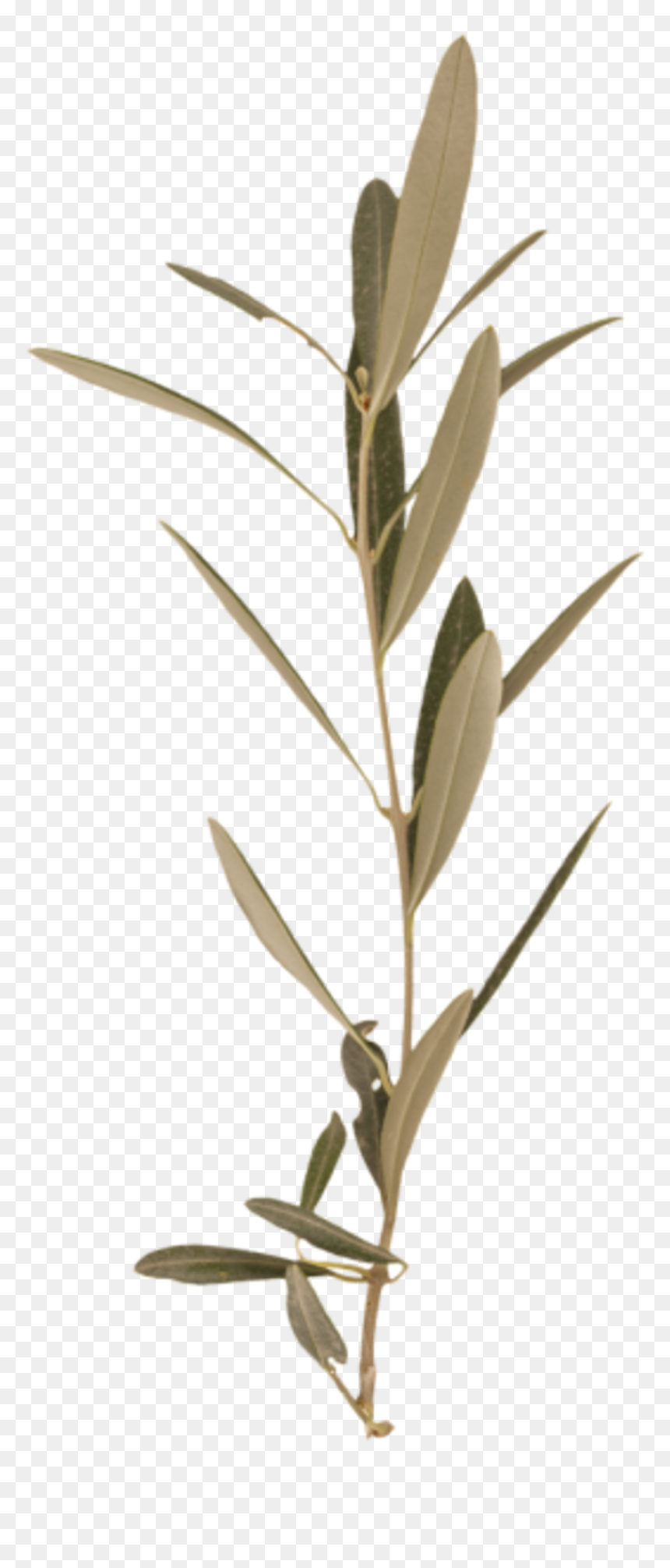 Twig, HD Png Download - branch png
