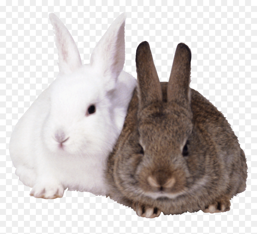 Transparent Background Rabbits Png, Png Download - rabbit png