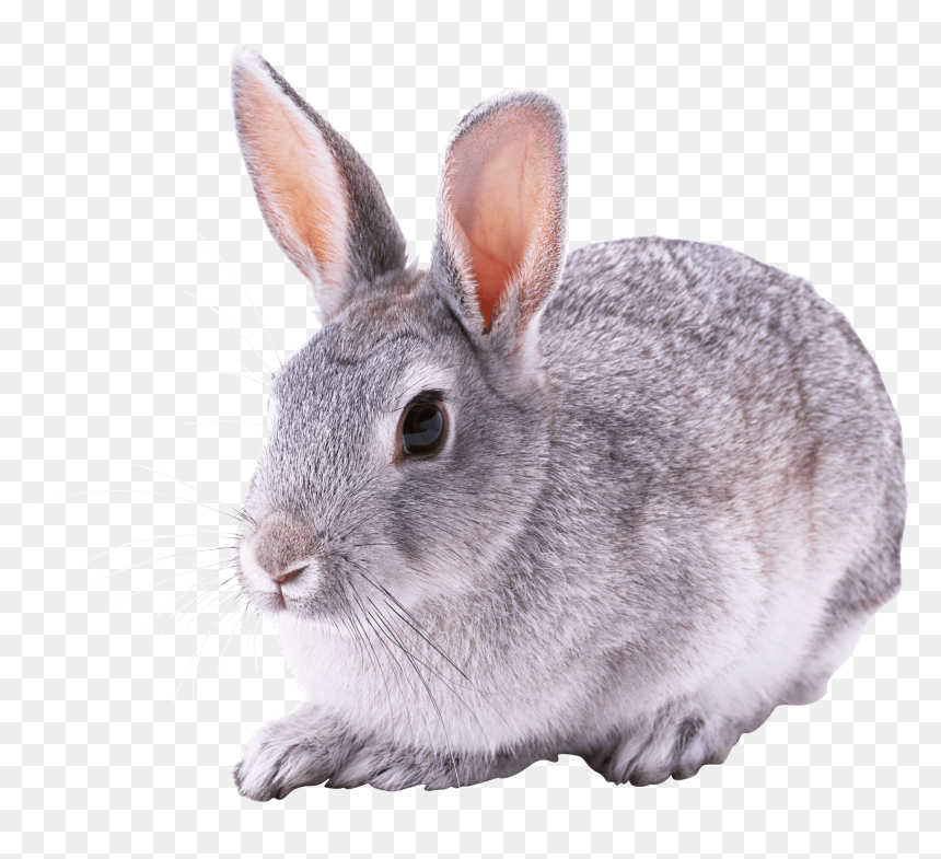 Grey Bunny Transparent Background, HD Png Download - rabbit png