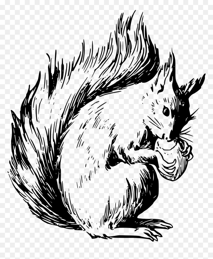 Red Squirrel Coloring Page, HD Png Download - squirrel png