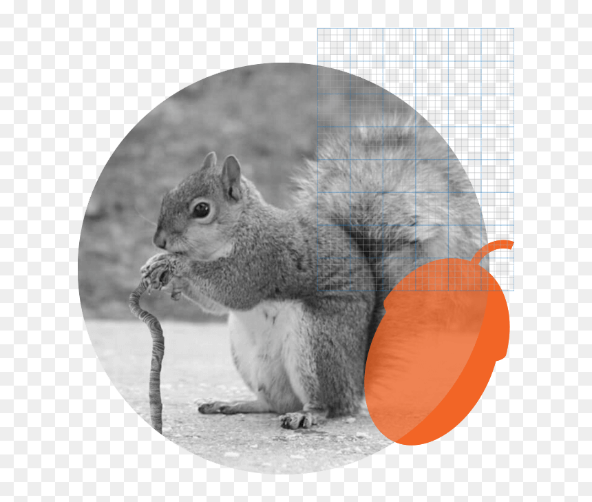 Squirrel With A Cane, HD Png Download - squirrel png