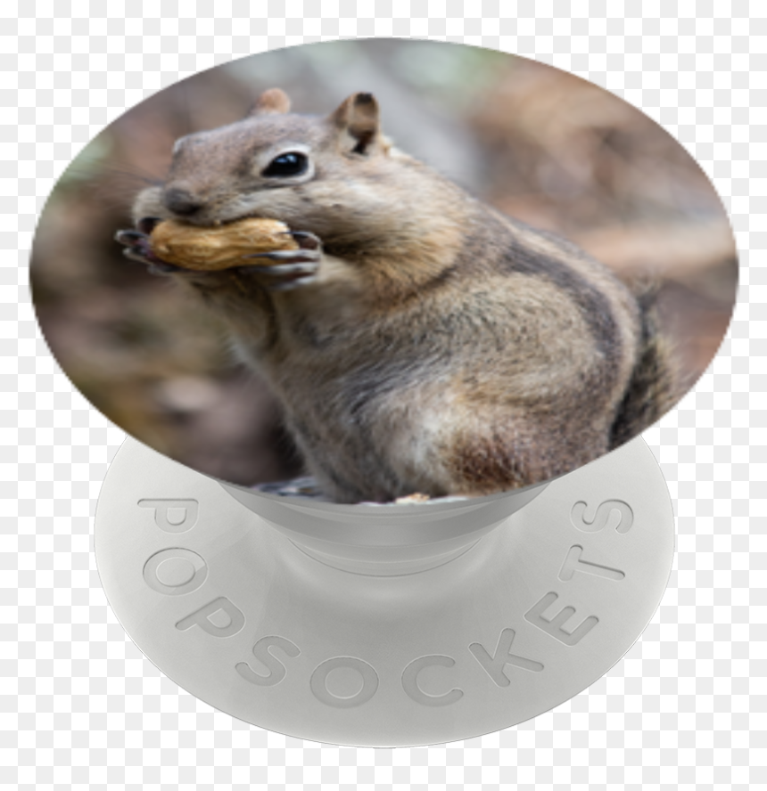 Fox Squirrel, HD Png Download - squirrel png