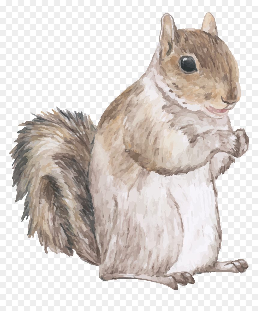 Squirrel Quotes, HD Png Download - squirrel png