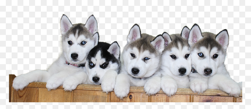 Siberian Husky Puppies Png, Transparent Png - puppy png