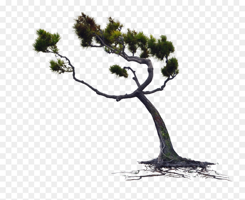Windblown Owlkids Wind Blown Pine Tree Png Stock - Wind Blowing Tree Png, Transparent Png - asian man png