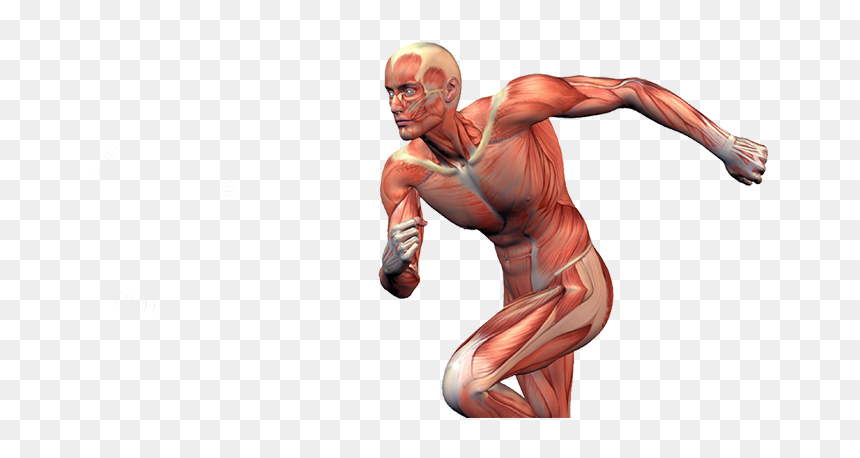 Muscles In Sports, HD Png Download - injury png