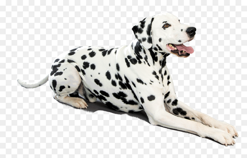 Dalmatian Png Photo - Dalmatian Png, Transparent Png - dalmatian png