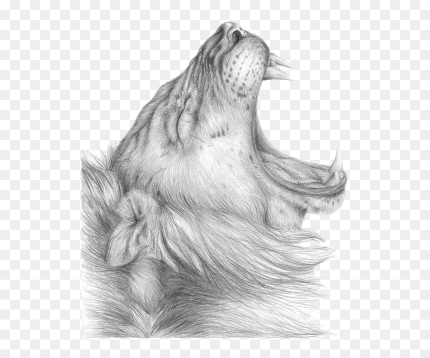 Transparent Lion Roar Png - Standing Loin Sketch, Png Download - lion roaring png