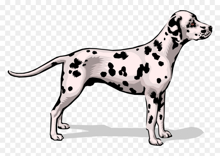 Vector Illustration Of Spotted Dalmatian Dog Stands - Dalmatian, HD Png Download - dalmatian png