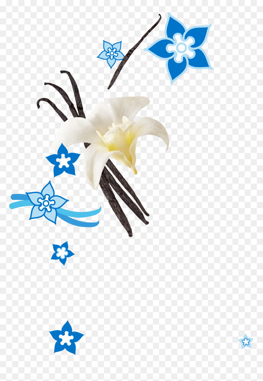 Clip Art, HD Png Download - vanilla flower png
