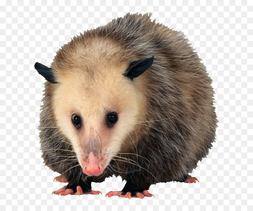 Tucker Once Mistook The Possum For His Late Sister, HD Png Download - opossum png