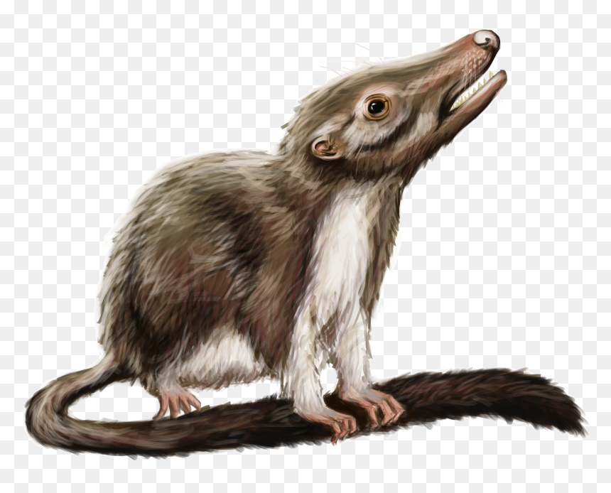 Filling In The Gaps In The Phylogenetic Tree Of Life, HD Png Download - opossum png