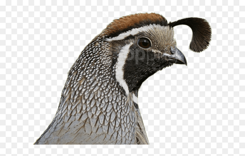 Quail Head, HD Png Download - opossum png