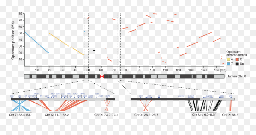 Diagram, HD Png Download - opossum png
