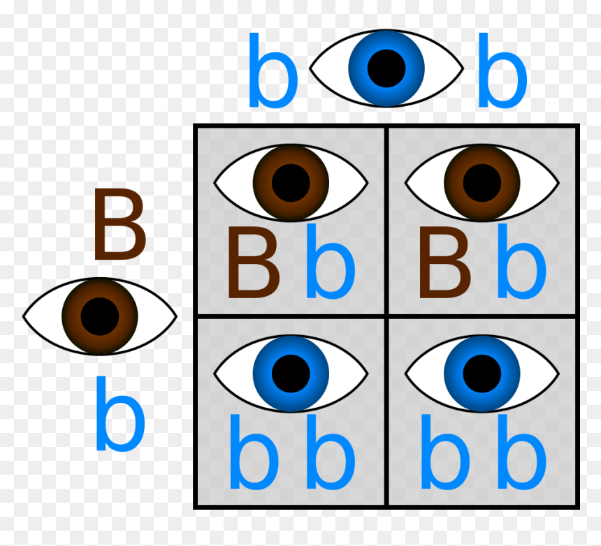 Punnett Hetero Homoblue - Punnett Square Eye Colour, HD Png Download - brown eye png