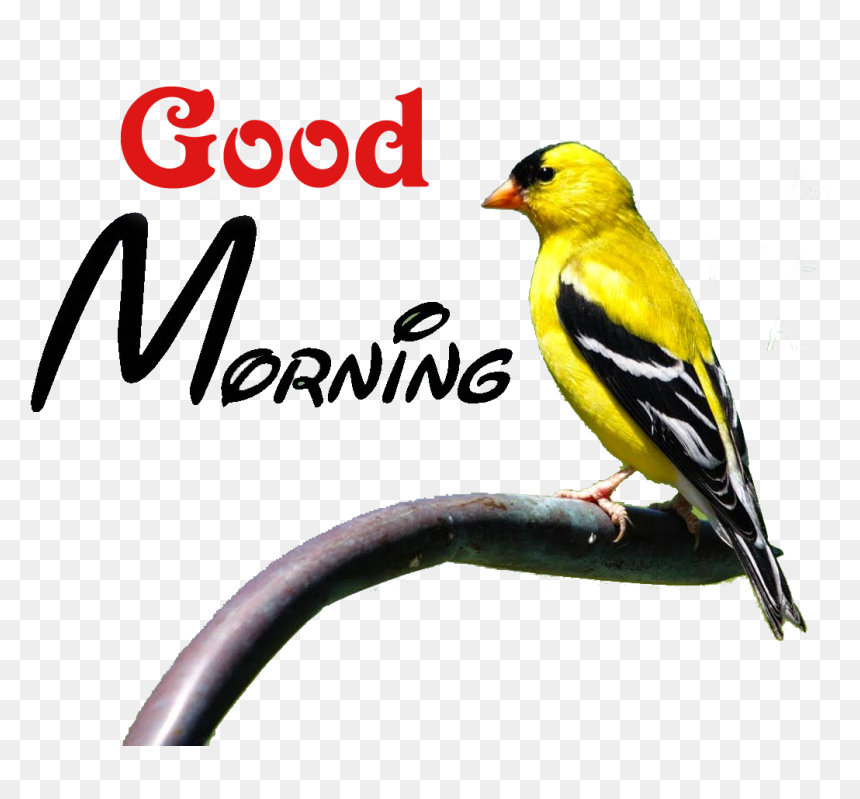 World Famous Good Morning, HD Png Download - morning png