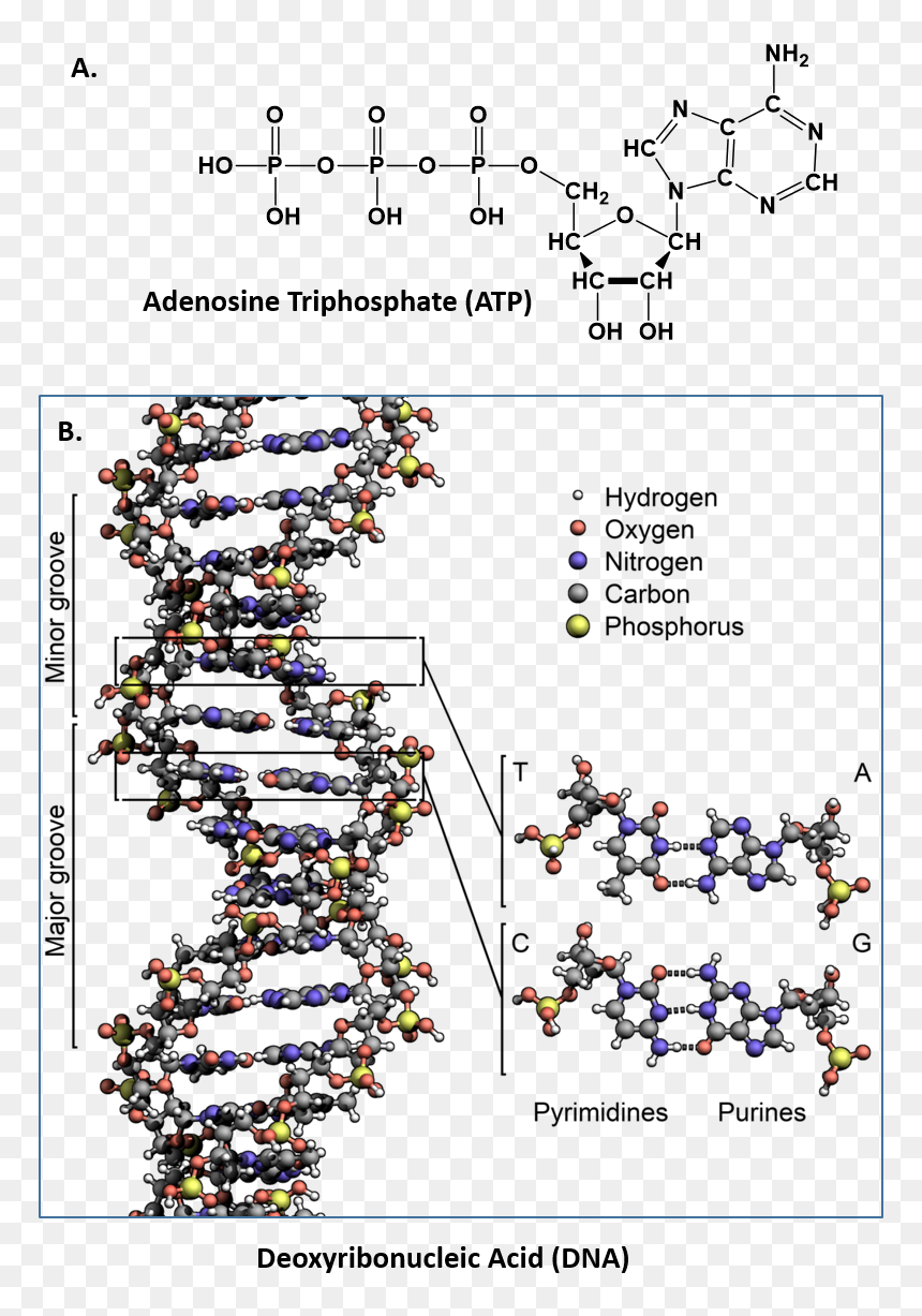 Hydrogen Oxygen Carbon Nitrogen Molecule, HD Png Download - molecules png