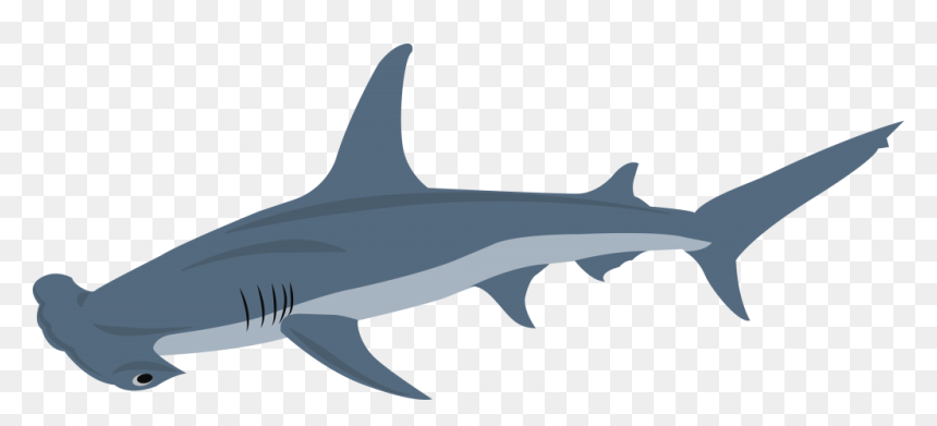 Transparent Hammerhead Shark Png - Squaliformes, Png Download - hammerhead shark png