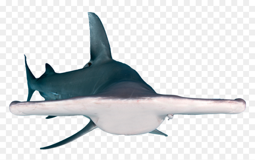 Bronze Hammerhead Shark - Requiem Shark, HD Png Download - hammerhead shark png