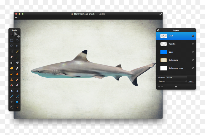 Tiger Shark, HD Png Download - hammerhead shark png