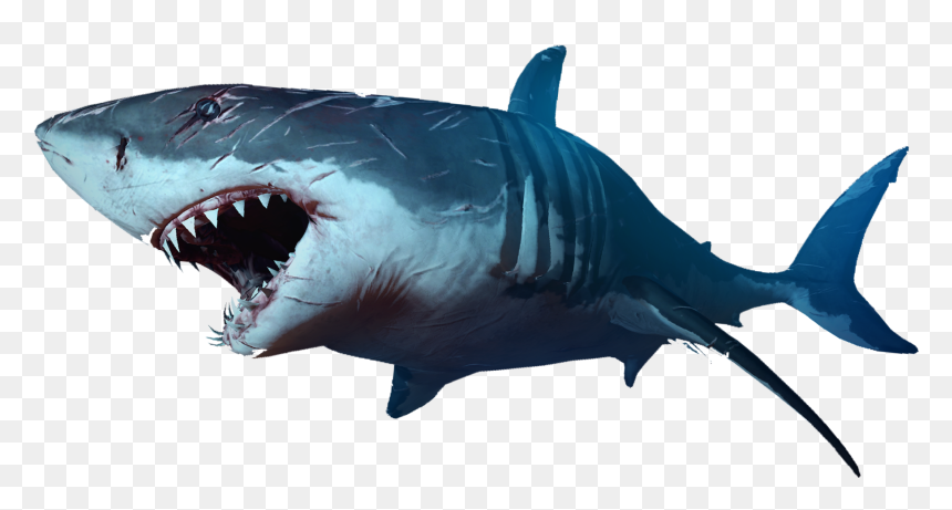 Sharks Png Images Free Download, Shark Png, Transparent Png - hammerhead shark png