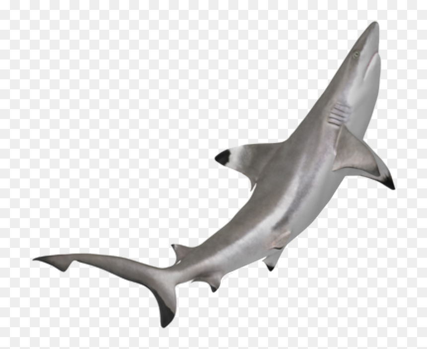 Tiburon Punta Negra Png , Png Download, Transparent Png - hammerhead shark png