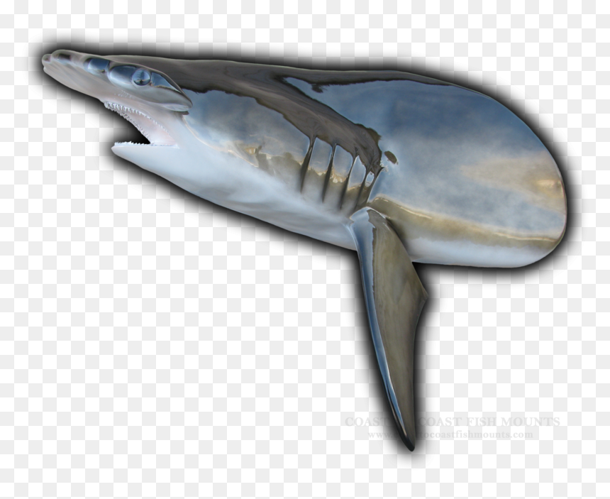 Humpback Whale, HD Png Download - hammerhead shark png
