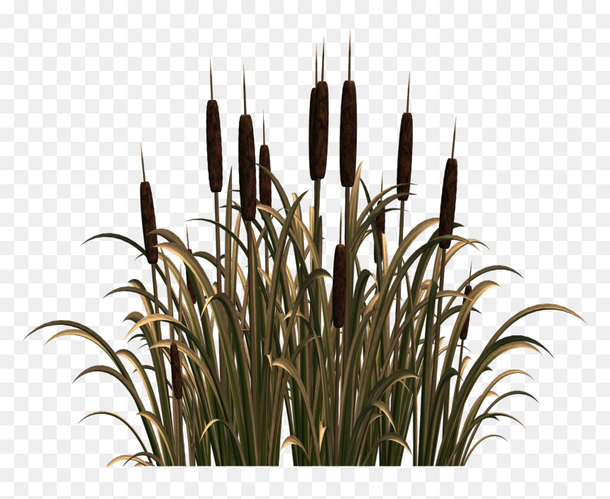 Clip Art, HD Png Download - reeds png