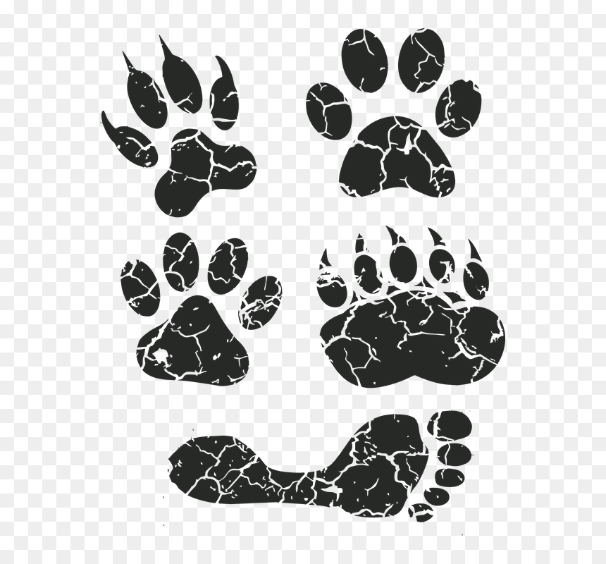 Paw Print, Paw, Foot Prints, Footprint, Animal Tracks - Paw, HD Png Download - tiger paw print png