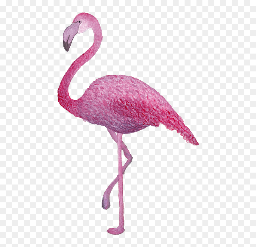 Greater Flamingo, HD Png Download - acuarela png