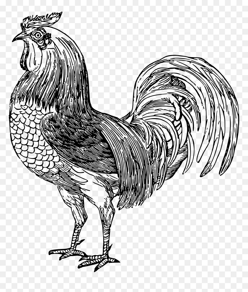 Clip Art Free Printable Pictures Of Roosters - Rooster Black And White Graphic, HD Png Download - rooster silhouette png