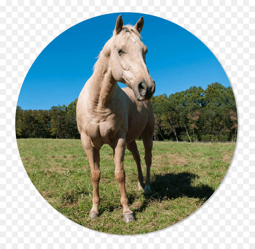 Transparent Stallions Clipart - Stallion, HD Png Download - horse face png