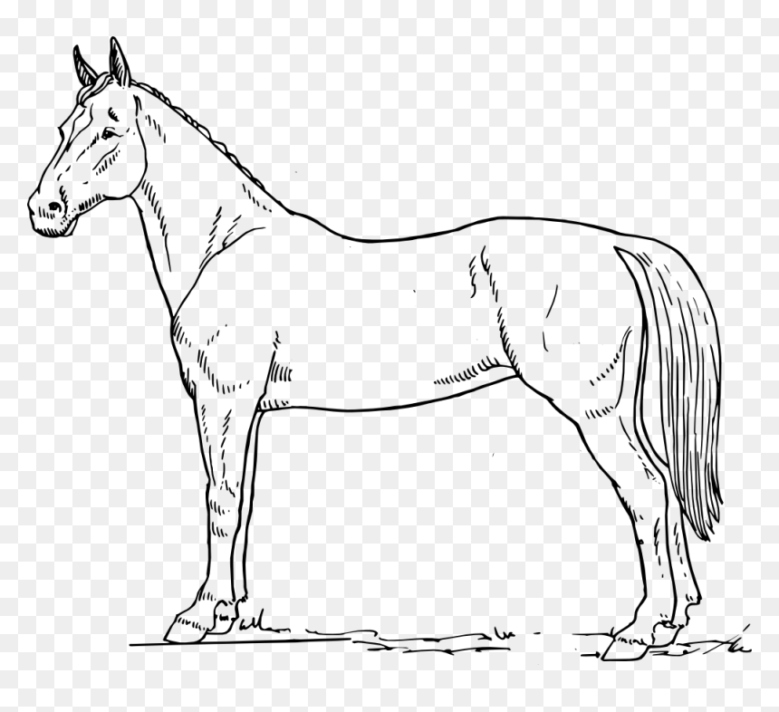 28 Collection Of Horse Black And White Drawing - Horse In Black And White, HD Png Download - horse face png