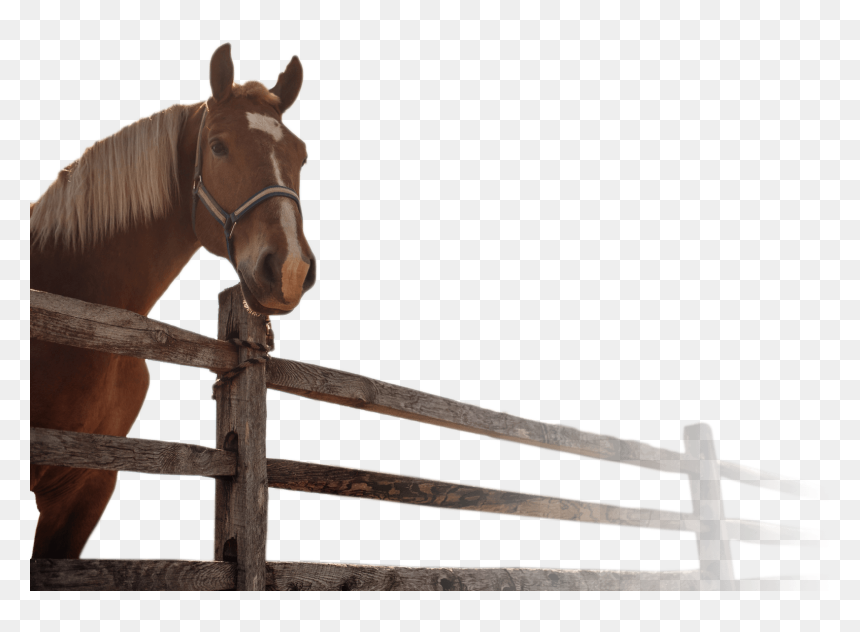 Stallion, HD Png Download - horse face png