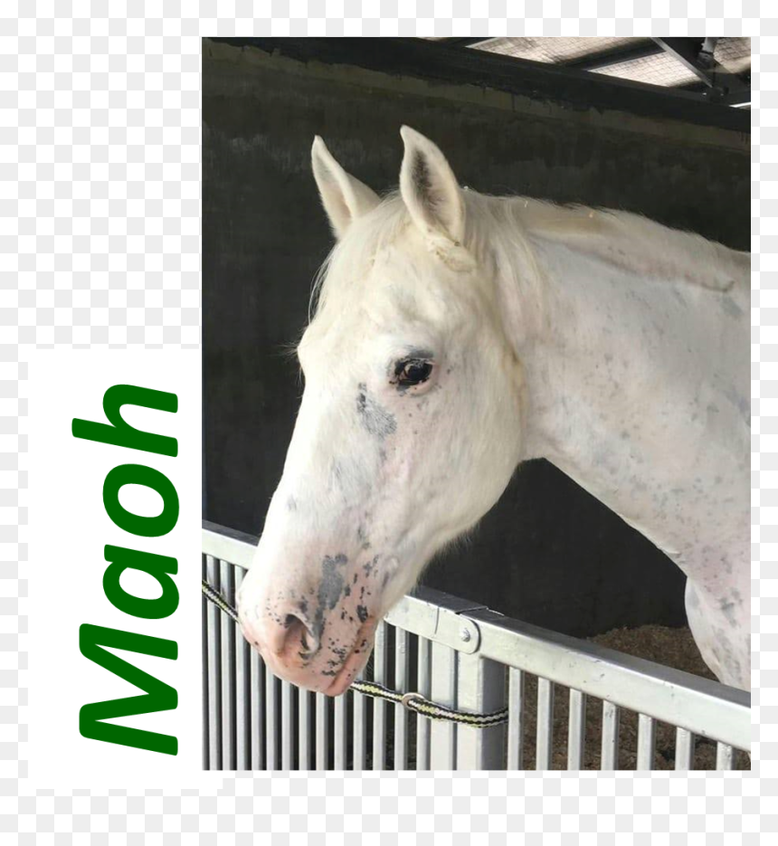 Maoh3 - Stallion, HD Png Download - horse face png