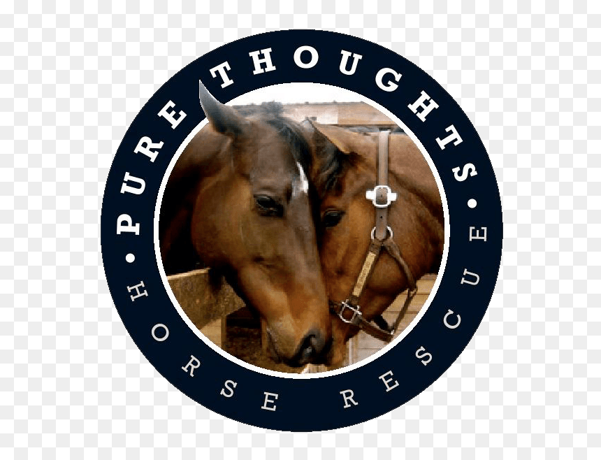 Pure Thoughts Horse Rescue, Inc - Pure Thoughts Horse Rescue, HD Png Download - horse face png