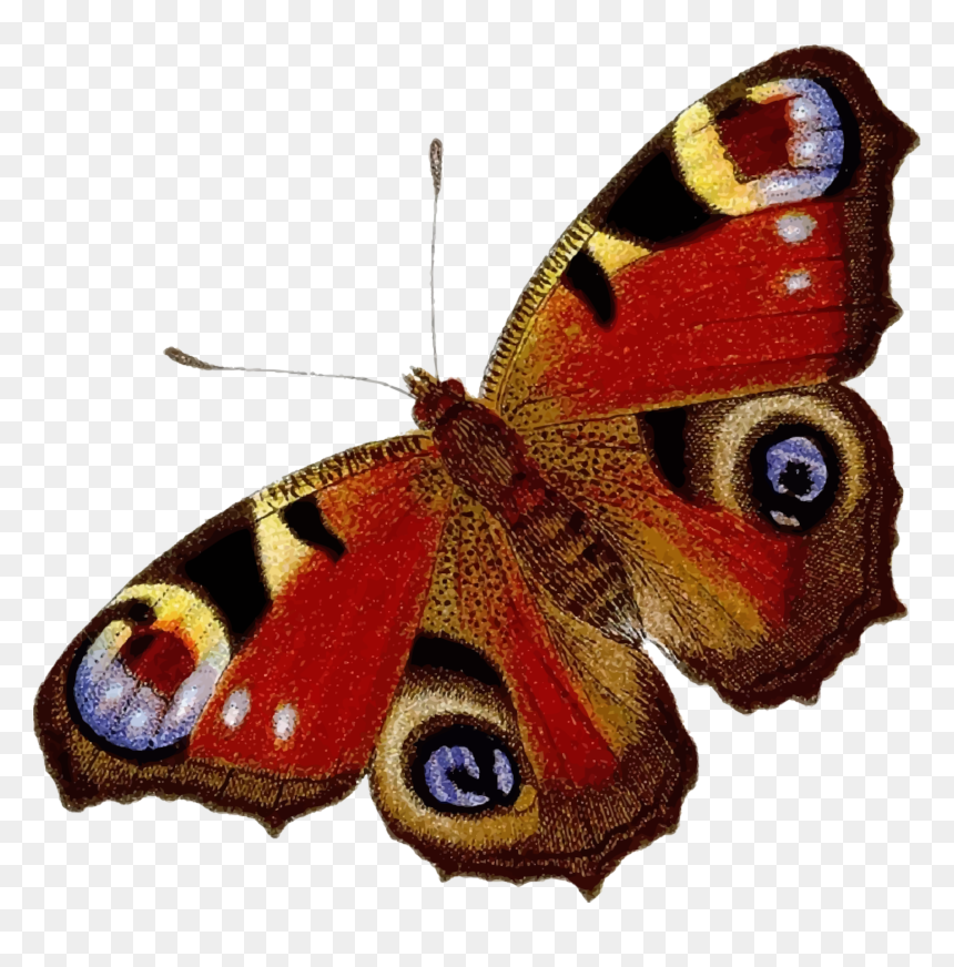 Peacock Butterfly Clip Arts - Peacock Butterfly Clip Art, HD Png Download - peacock images hd png