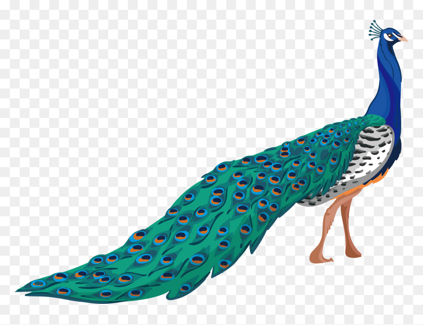 Peafowl Adobe Illustrator - Peacock Png, Transparent Png - peacock tail png