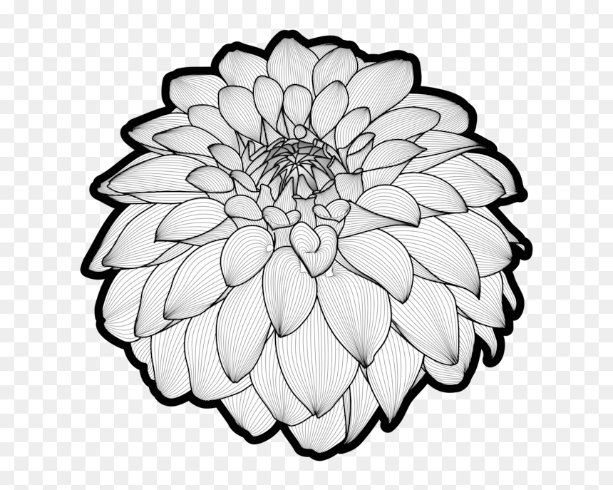 Botany,plant,flower - 銀座 ライオン レオン, HD Png Download - white flower vector png