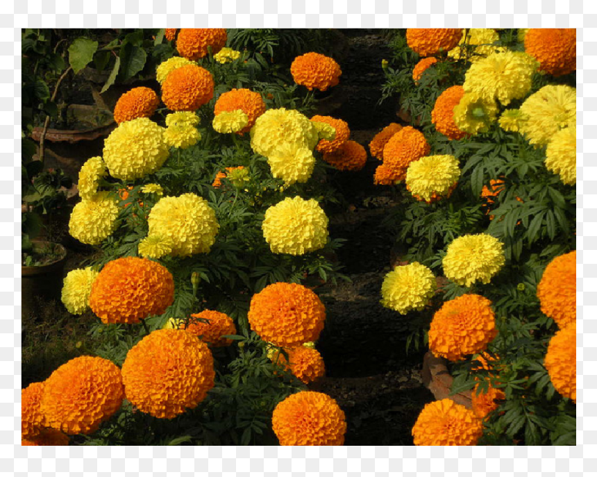 Marigold, HD Png Download - zendu flower png