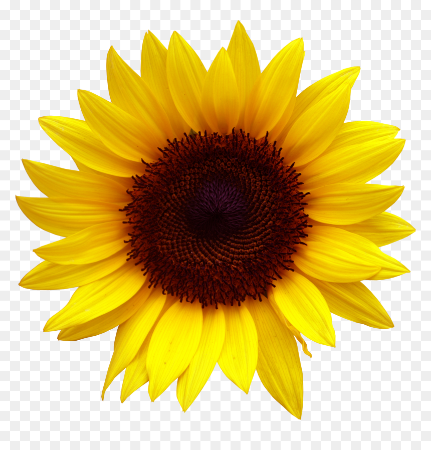 World Full Of Roses, HD Png Download - zendu flower png