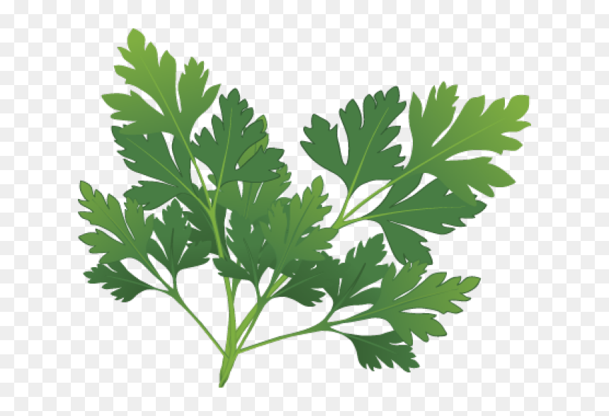 Graphic Design Pinterest Herbs - Herbs Clipart, HD Png Download - spices clipart png