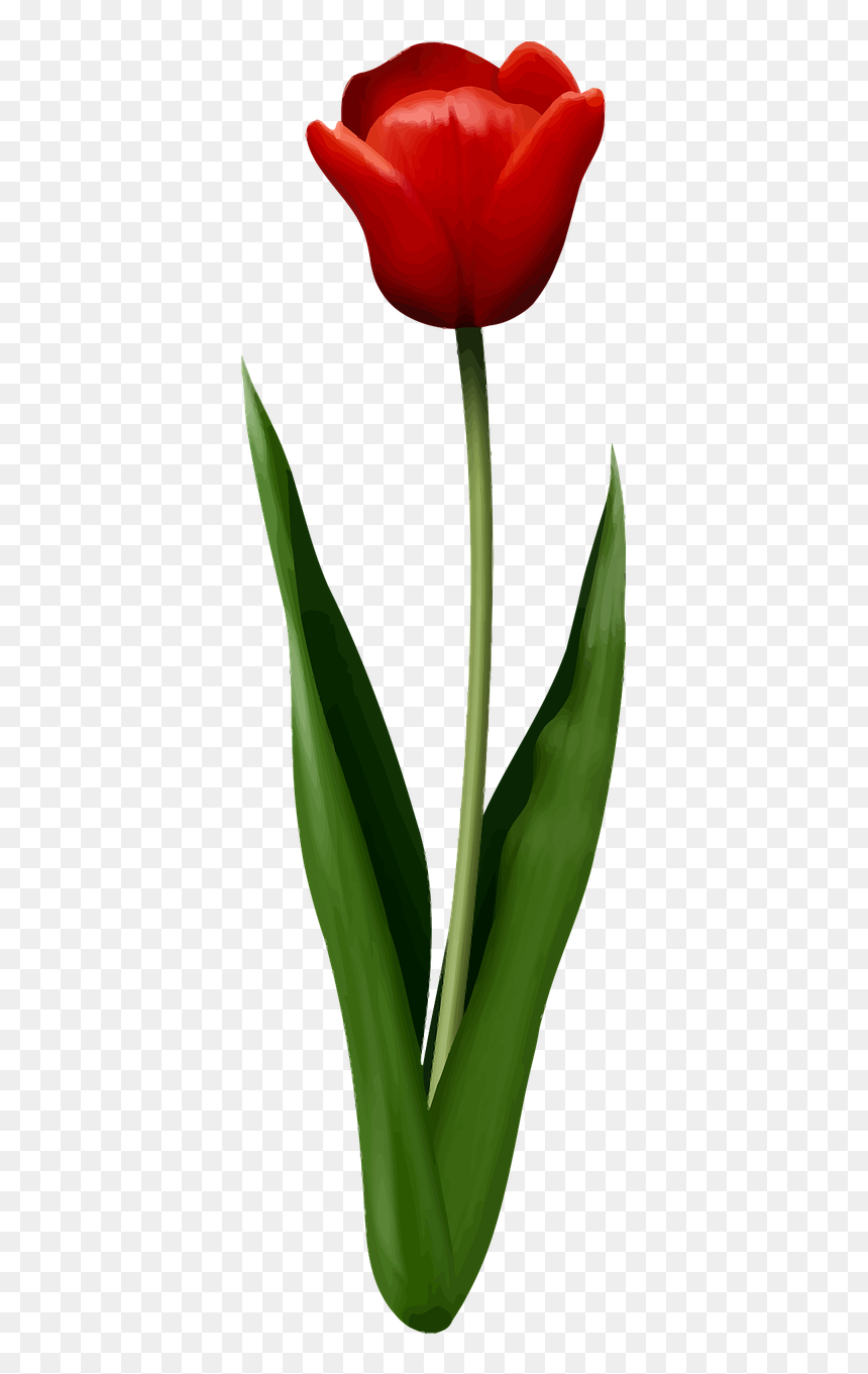 Flowers Or Leaves Png, Transparent Png - flower leaf png