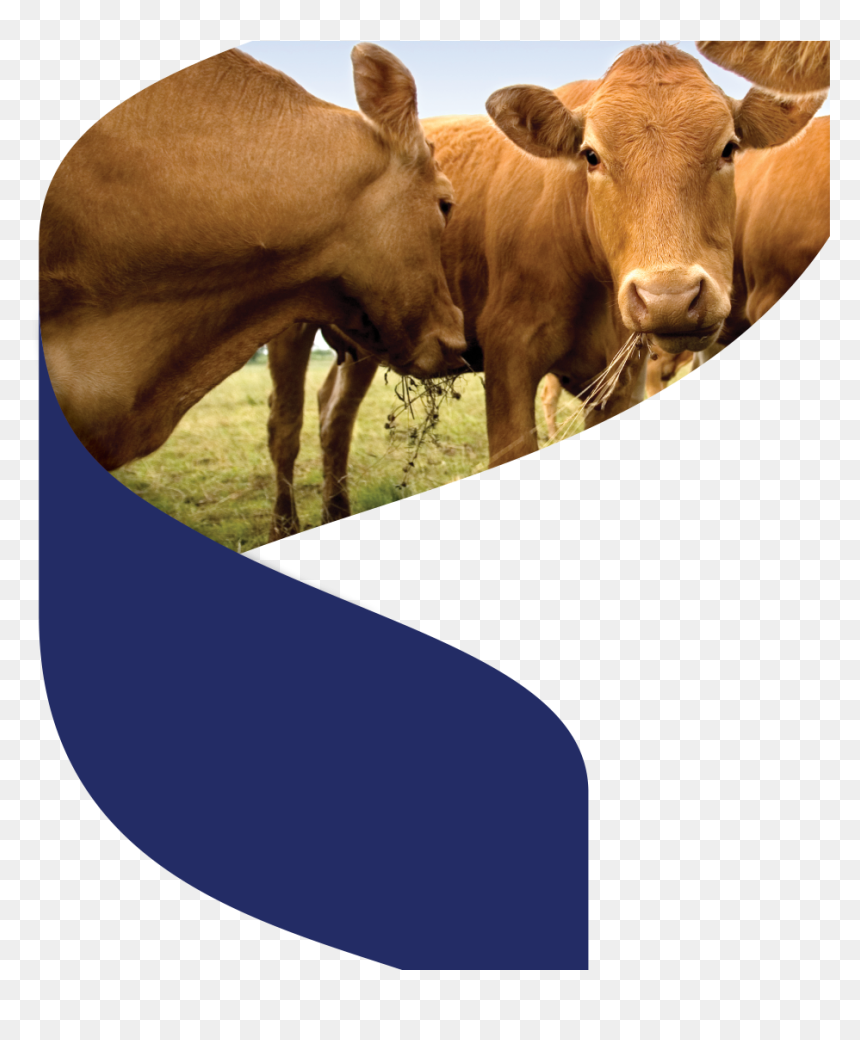 Brown Cows, HD Png Download - indian cow images png