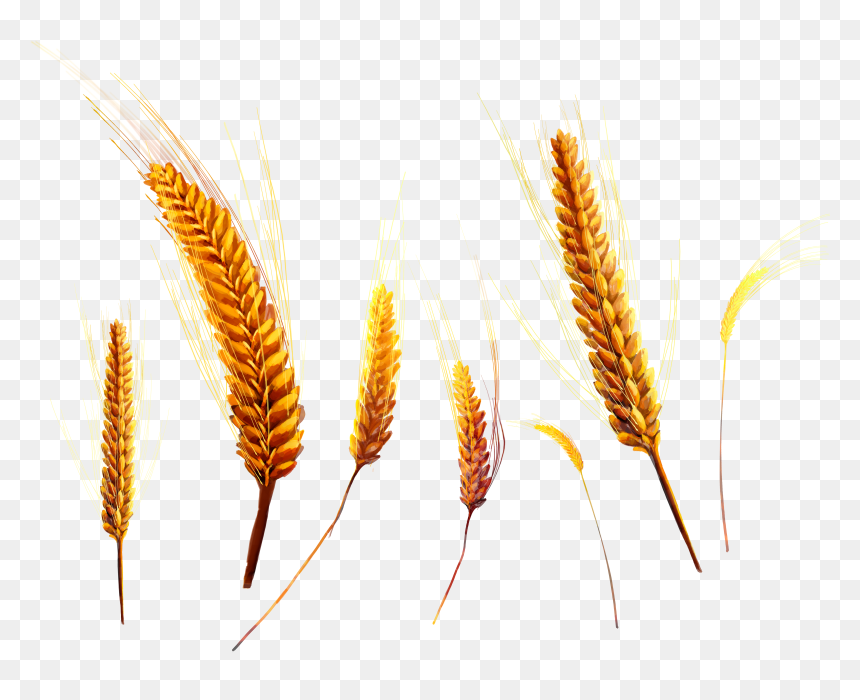 Wheat Png - Wheat Crop Png, Transparent Png - crops png