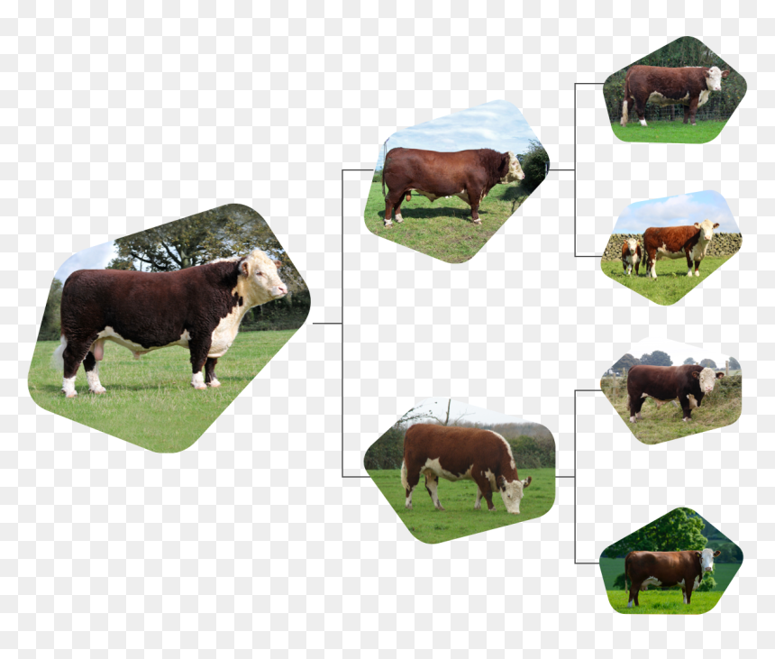 Dairy Cow, HD Png Download - indian cow images png