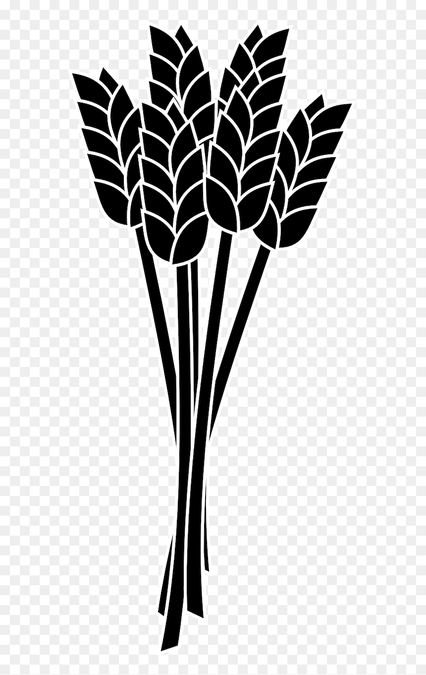 Wheat Spike Bunch Grain - Wheat Clip Art, HD Png Download - crops png